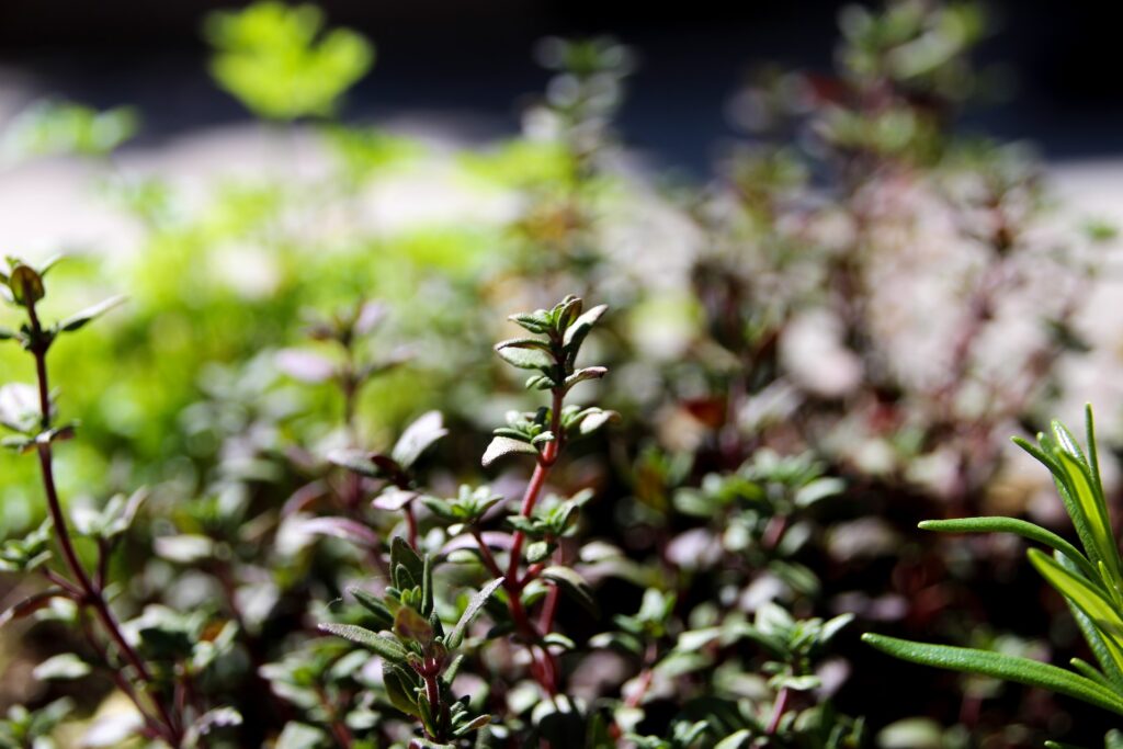 Mediterrane Küche 5 denley photography JIv9SYby DQ unsplash